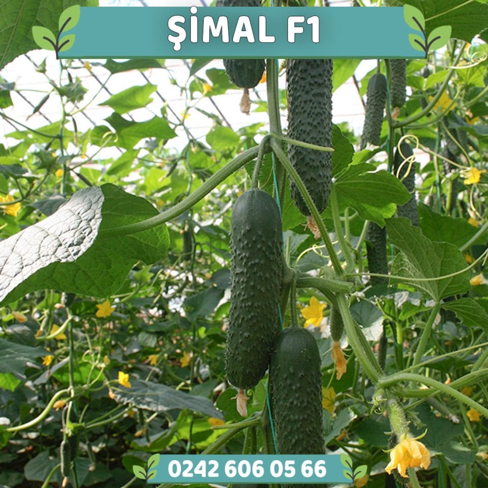Şimal F1 Dikenli Hıyar Fidesi