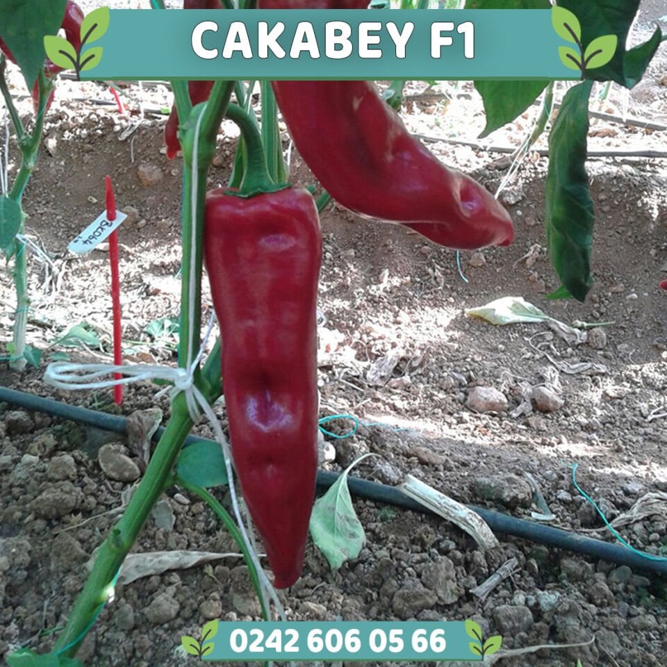 Cakabey F1 Tatlı Kapya Biber Fidesi