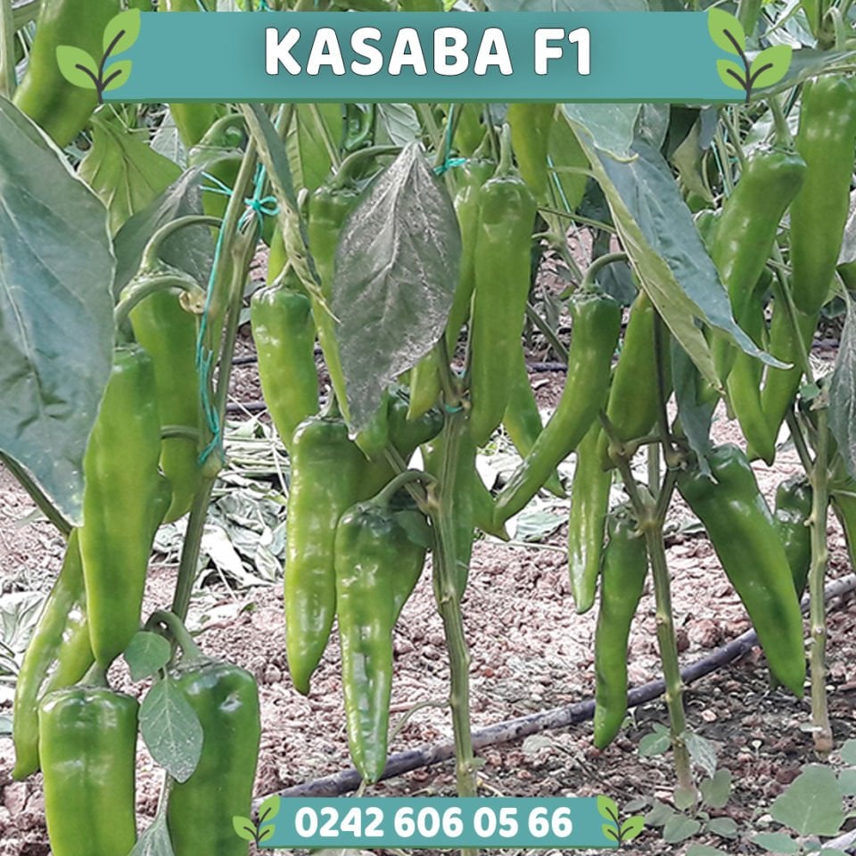 Kasaba F1 Kapya Biber Fidesi