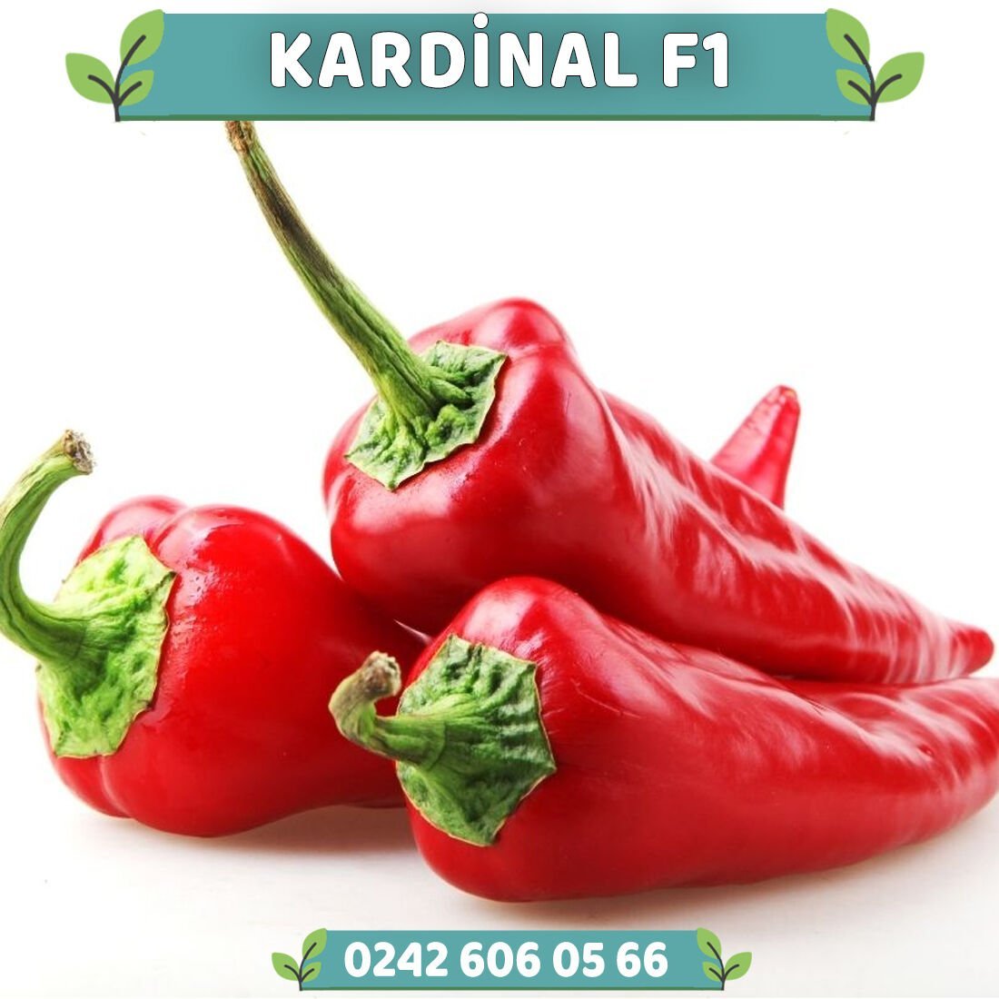 Kardinal F1 Kapya Biber Fidesi