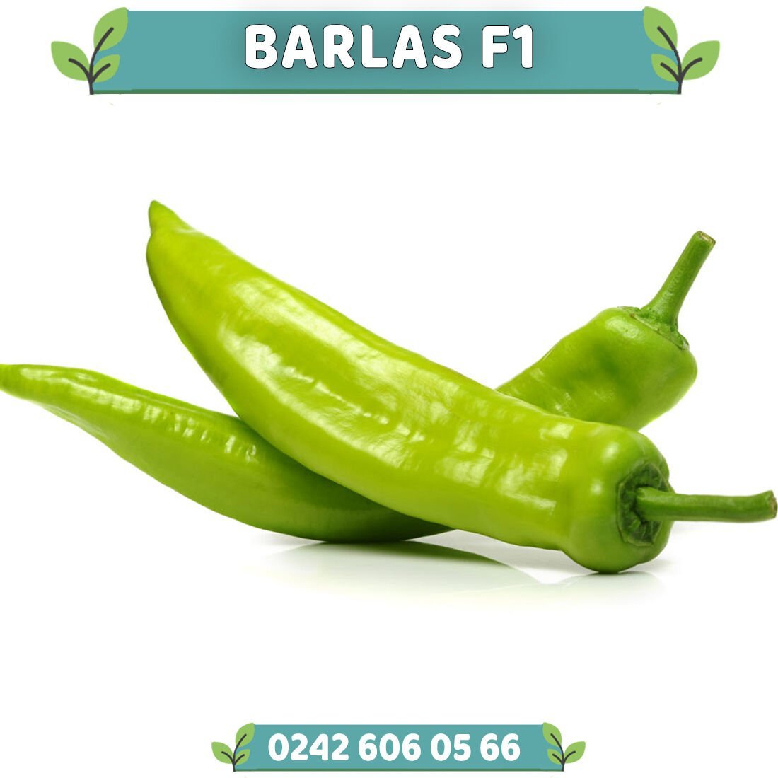 Barlas F1 Çarliston Biber Fidesi