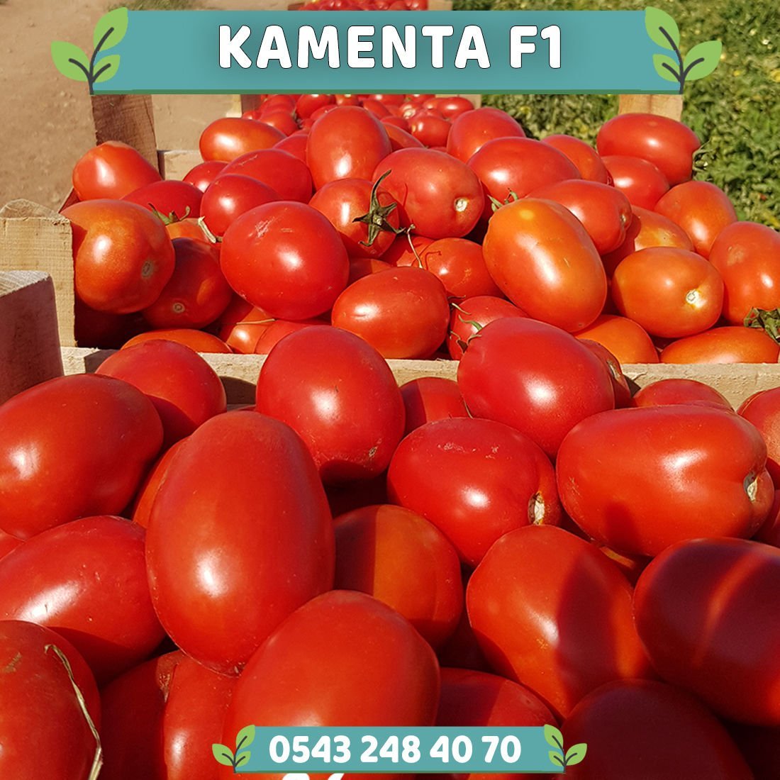 Kamenta F1 Salçalık Domates Fidesi