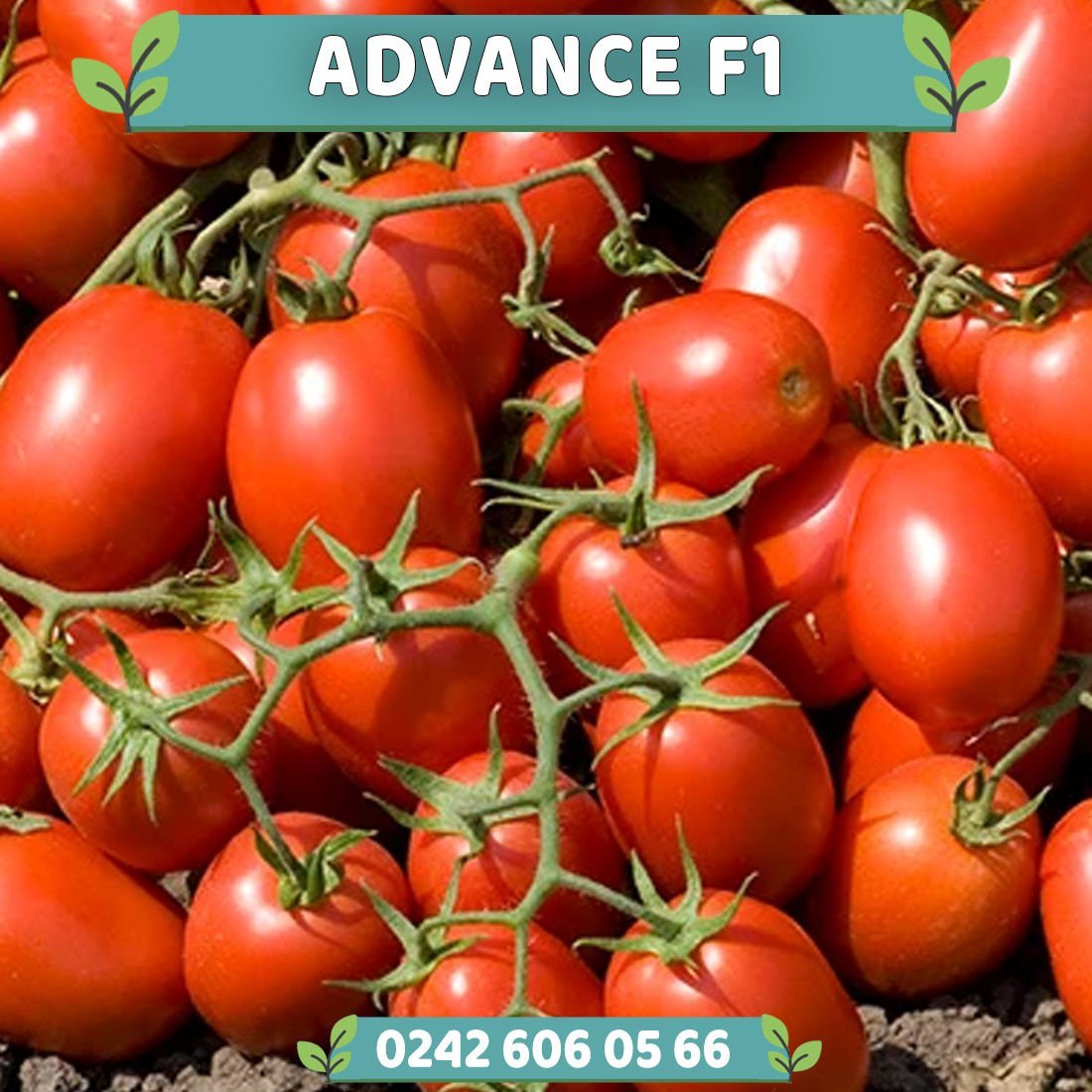 Advance F1 Salçalık Domates Fidesi