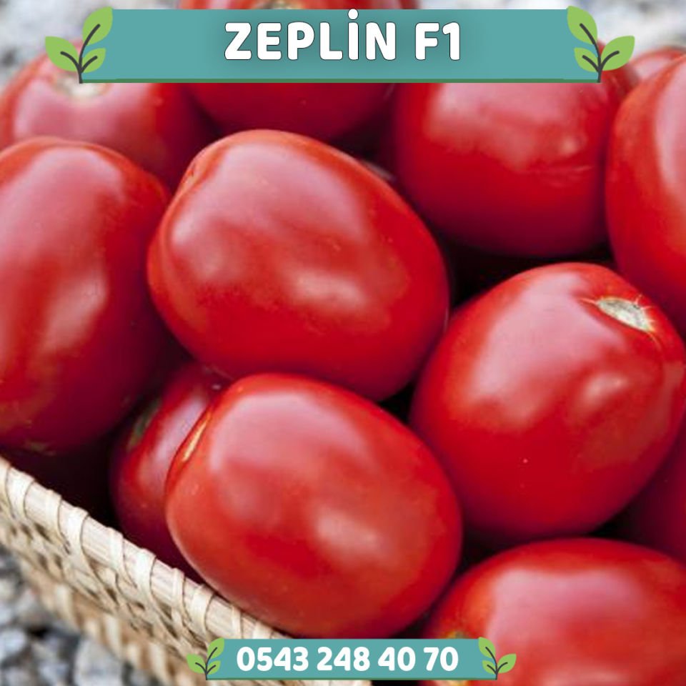 Zeplin F1 Salçalık Domates Fidesi