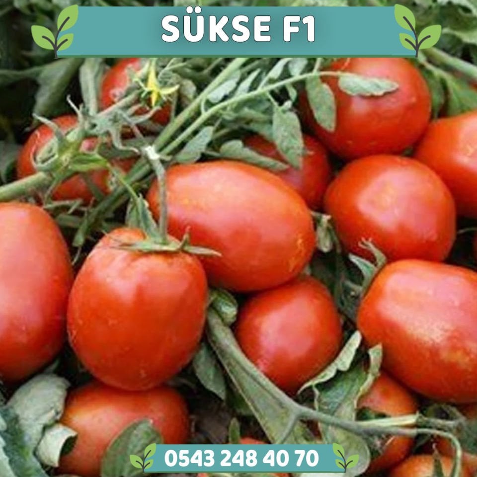 Sükse F1 Salçalık Domates Fidesi