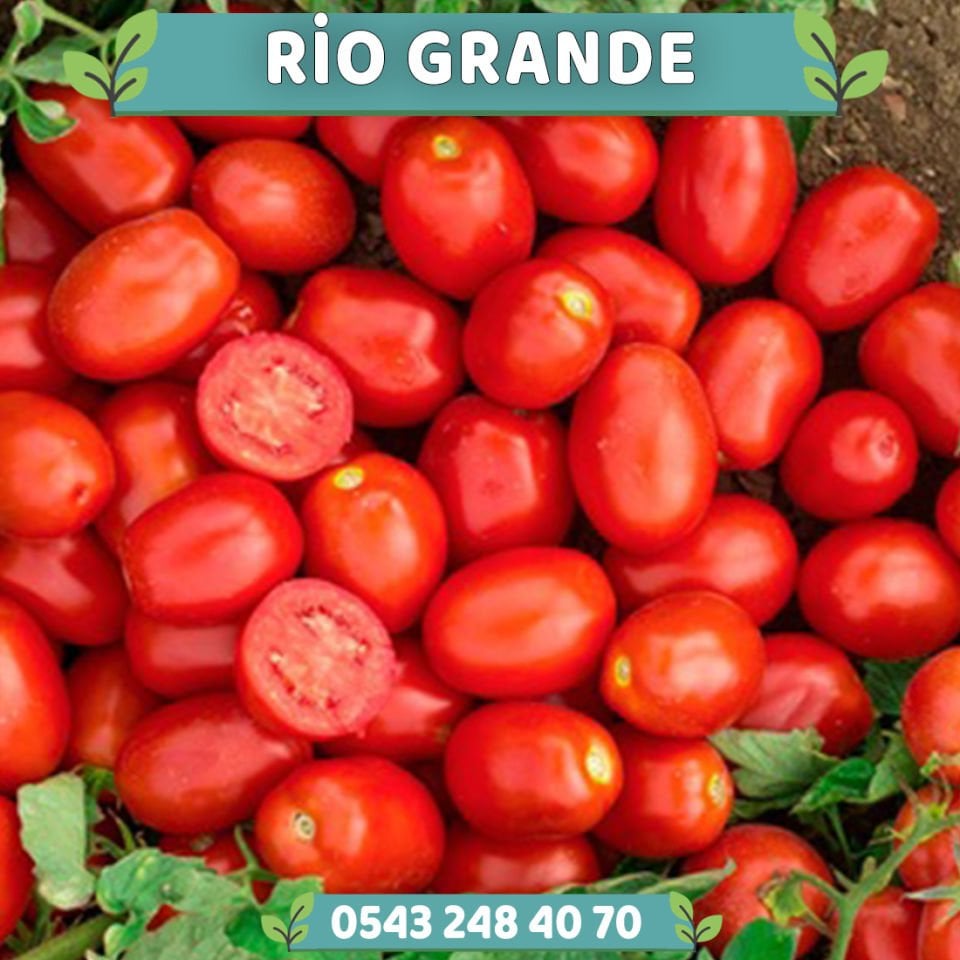 Rio Grande Salçalık Domates Fidesi