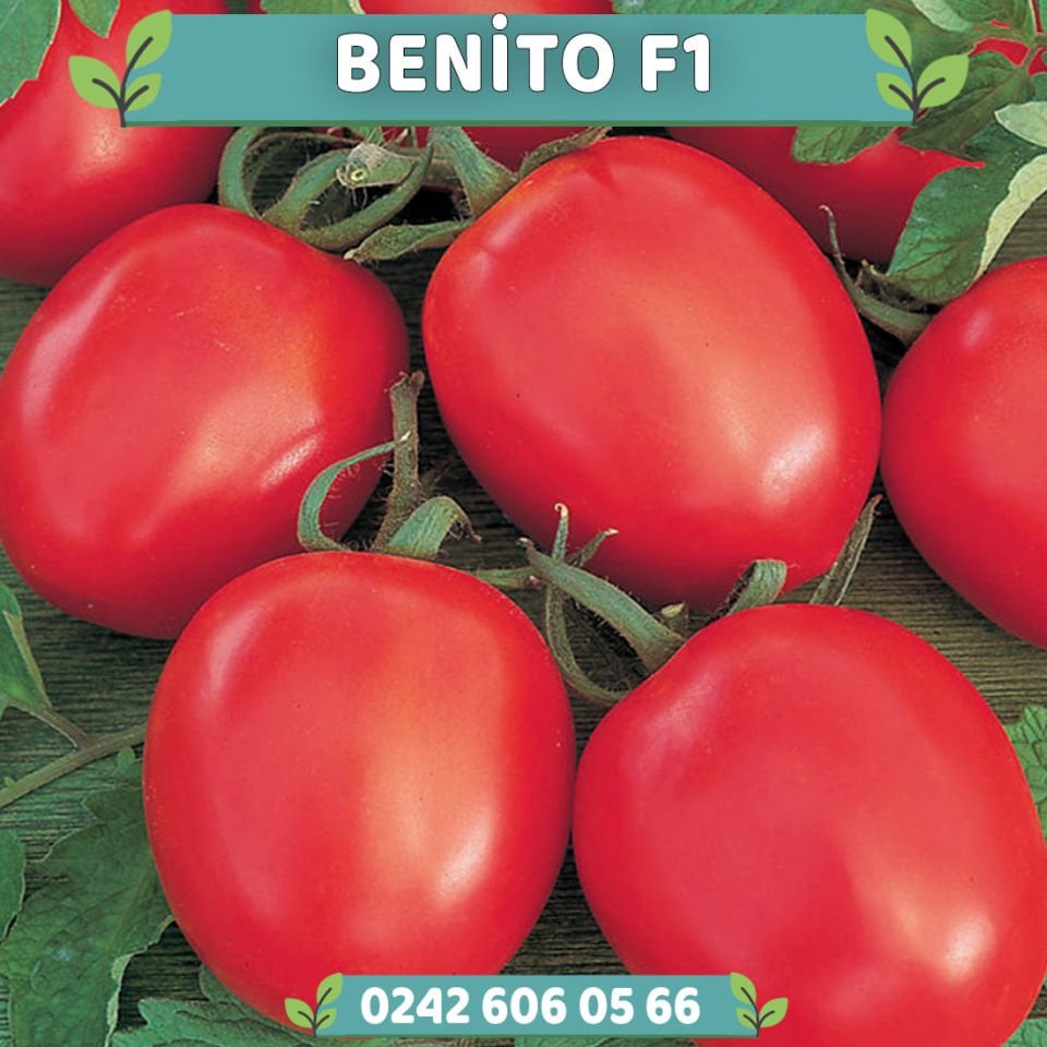 Benito F1 Salçalık Domates Fidesi