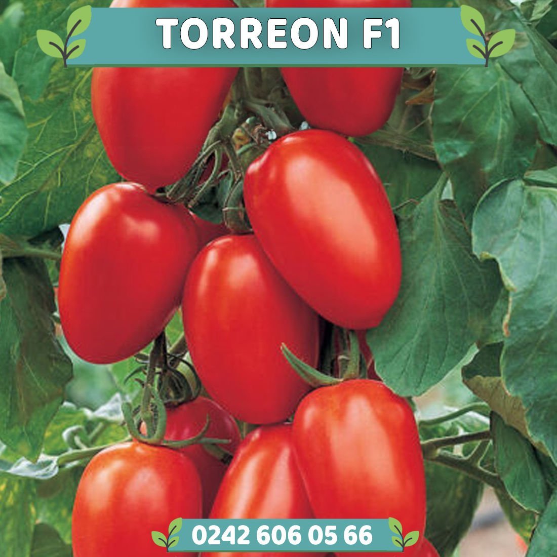 Torreon F1 Oturak Domates Fidesi