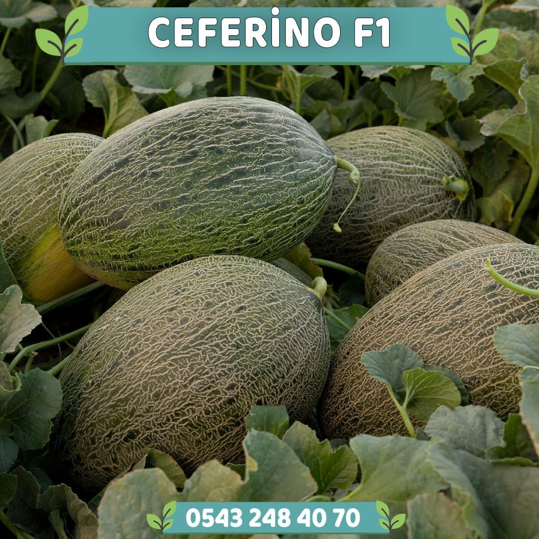 Ceferino F1 Ankara Kavunu Fidesi