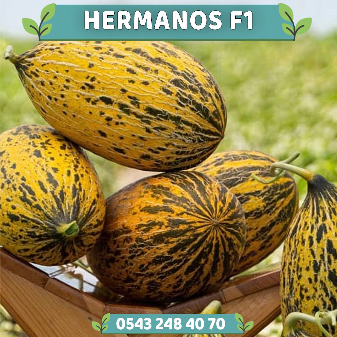 Hermanos F1 Kavun Fidesi